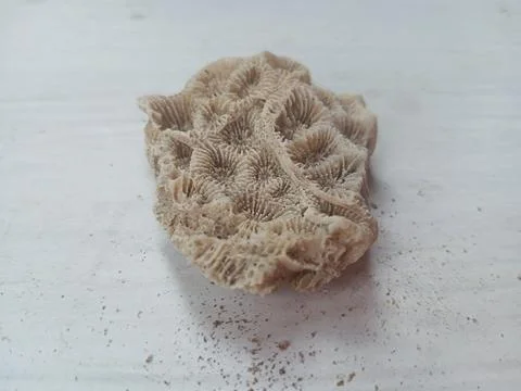 Pumice on a white surface Foto stock
