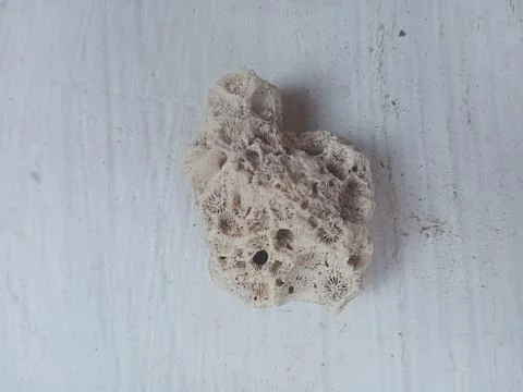 Pumice on a white surface Stock Photos