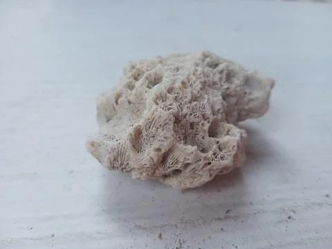 Pumice on a white surface Stock Photos