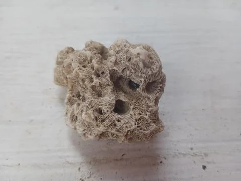 Pumice on a white surface Stock Photos
