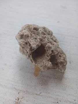 Pumice on a white surface Stock Photos