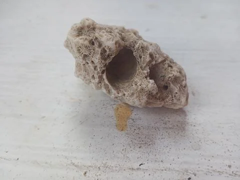 Pumice on a white surface Foto stock
