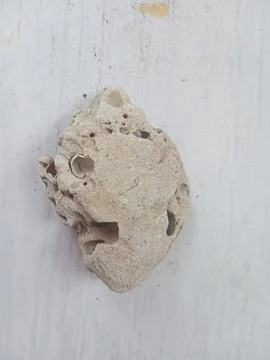 Pumice on a white surface Foto stock