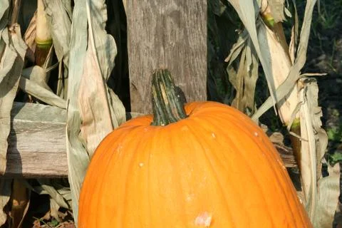 Pumkin close up Stock Photos
