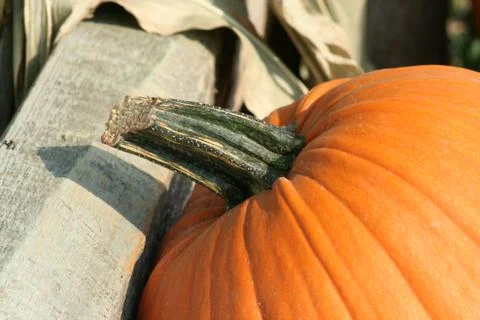 Pumkin close up Stock Photos