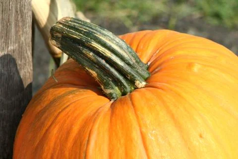 Pumkin close up Stock Photos