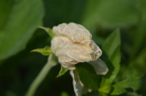 Pumkin flower Stock Photos