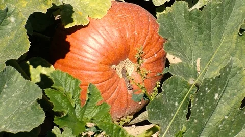 Pumkin Stock Footage 108554707