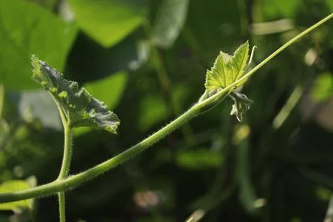 Pumkin leaf (1) Stock Photos