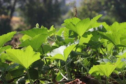 Pumkin leaf (2) Stock Photos