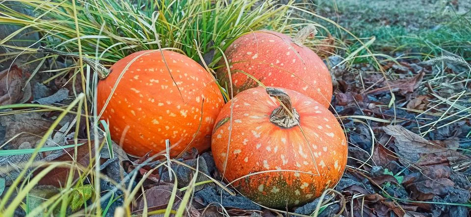 Pumkin Stock Photos