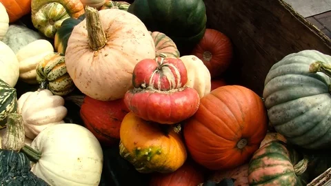Pumkins and squash Stock Footage 108554874