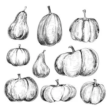 Pumkins Stock Illustration