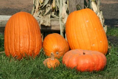 Pumkins Stock Photos