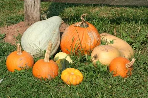Pumkins Stock Photos