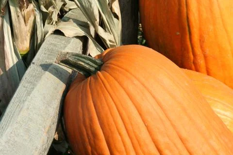Pumkins Stock Photos