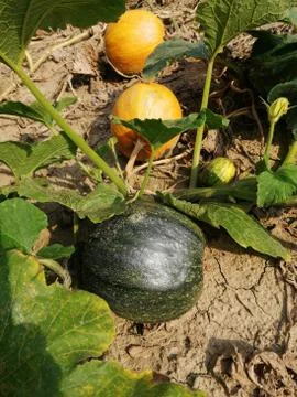 Pumkins Foto stock