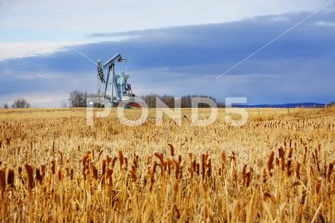 Pump Jack In A Golden Field In The Prairies, Alberta, Canada Stock Photos
