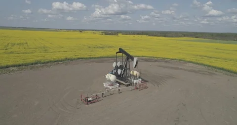 Pump jack in oil patch in field of yellow canola. Stock Footage 128456179