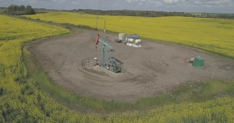 Pump jack in oil patch in field of yellow canola. Stock Footage 128460450