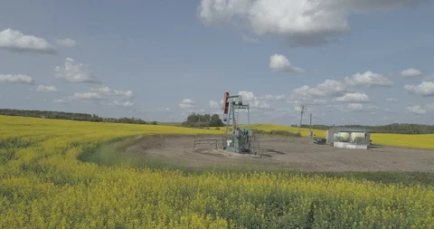 Pump jack in oil patch in field of yellow canola. Stock Footage 128460490