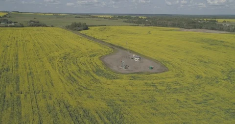 Pump jack in oil patch in field of yellow canola. Stock Footage 128460658