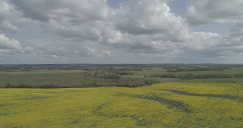Pump jack in oil patch in field of yellow canola. Stock Footage 128460946
