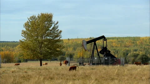 Pump jacks working in a field for oil and gas industry. Stock Footage 59845656