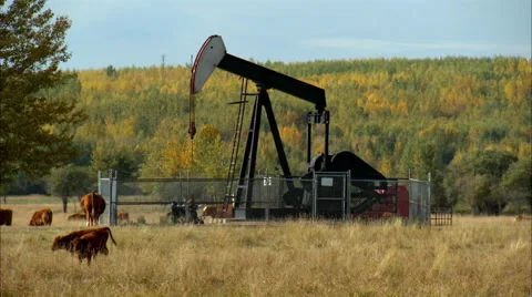 Pump jacks working in a field for oil and gas industry. Stock Footage 59849669