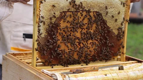 Pumping out honey in the apiary. Stock Footage 247493760