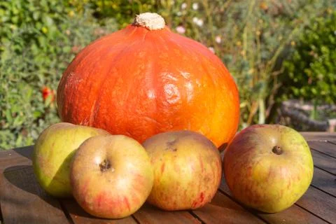 Pumpkin and apples on a table Stock Photos