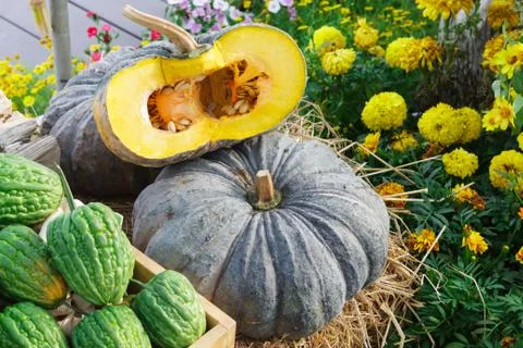 Pumpkin and bitter melon put on straw  near yellow flower Stock Photos