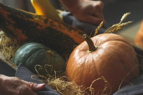 Pumpkin and different vegetables in female hands. Stock Photos