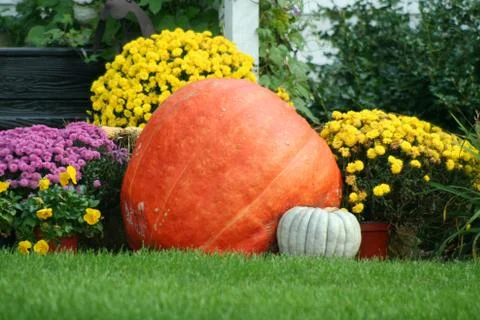 Pumpkin and mums Stock Photos