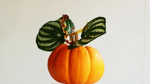 Pumpkin and plastic green leafs rotation copy space Stock Footage 117292050