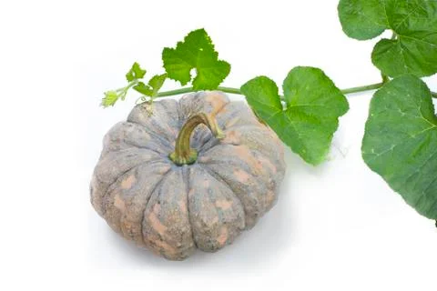 Pumpkin and vine Stock Photos
