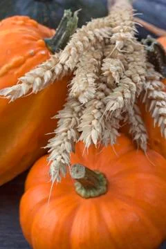 Pumpkin and wheat Stock-Fotos