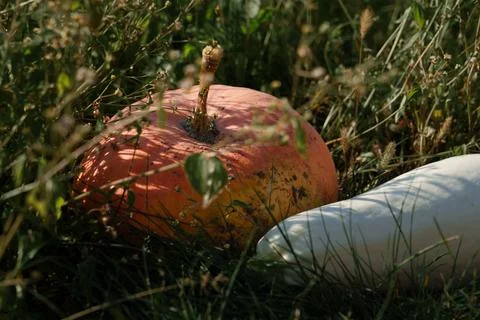 Pumpkin and white squash Stock Photos