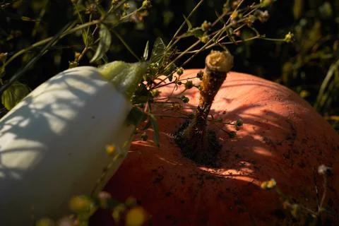 Pumpkin and white squash Stock Photos