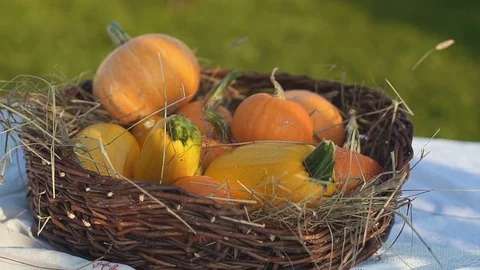 Pumpkin and zucchini in a wicker basket with hay Stock Footage
