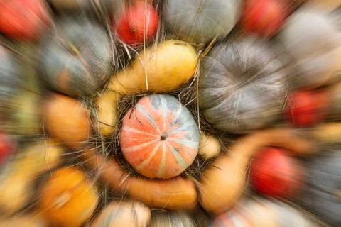 Pumpkin assorted green long orange blur movement focus center point orange Stock Photos