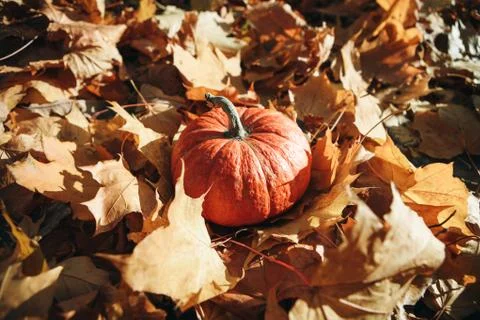 Pumpkin on autumn background Stock Photos