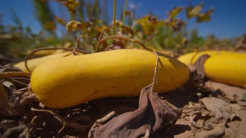 Pumpkin in Autumn Stock-Footage 172118584