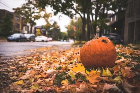 A pumpkin on Autumn leaves Stock Photos