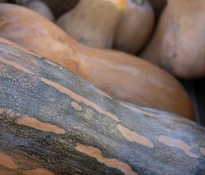 Pumpkin as background and texture Stock Photos