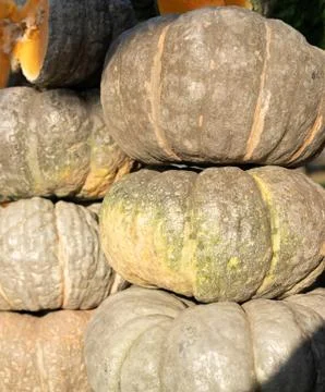 Pumpkin as background and texture Stock Photos