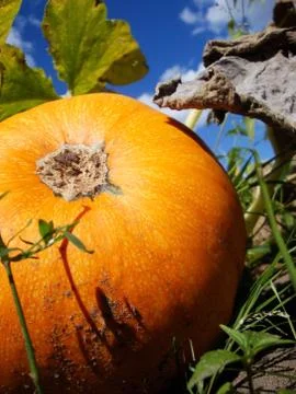 Pumpkin on background of blue sky Stock Photos
