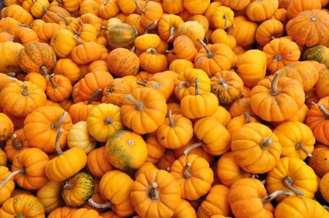 Pumpkin background Stock Photos