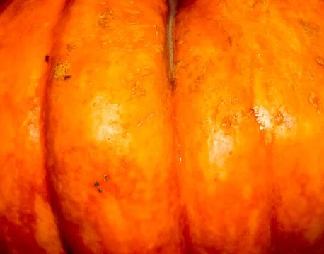 Pumpkin background. Fotos de archivo