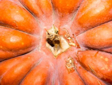 Pumpkin background. 스톡 사진